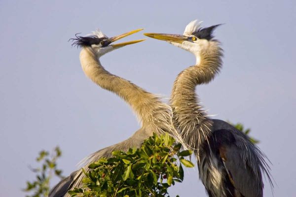FL, Venice, Great blue herons greet in rookery